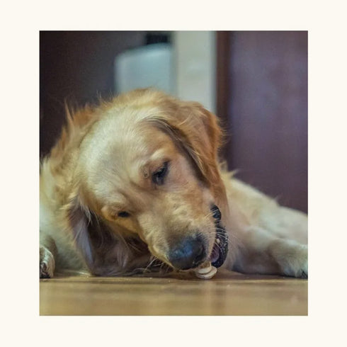 Dogsee Crunch Freeze Dried Banana Dog Treats
